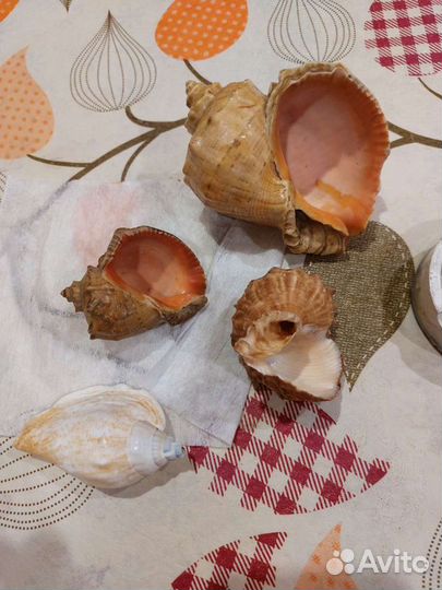 Статуэтки и ракушки СССР