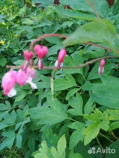 Многолетние растения Сирень белая, сиреневая