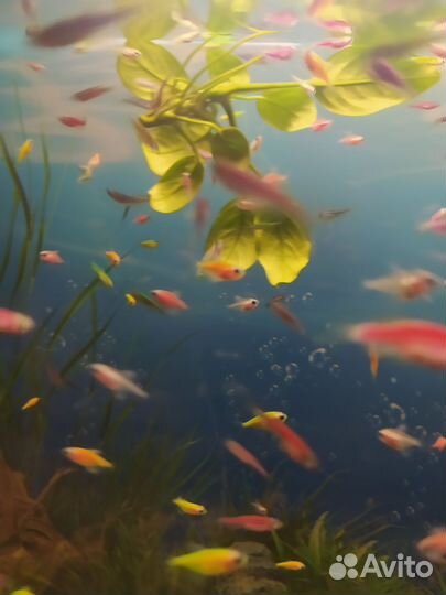Данио, карамельки, гуппи