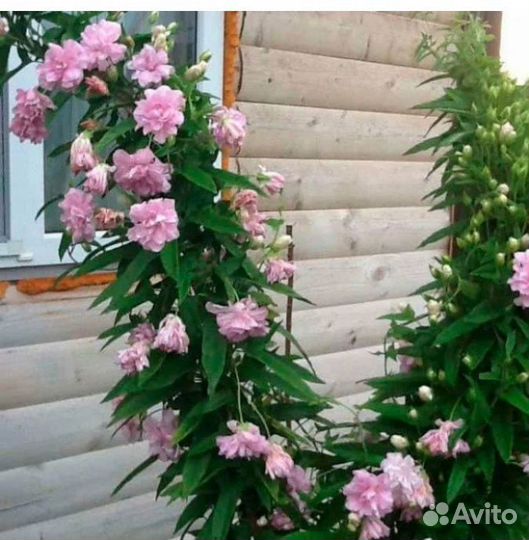 Калистегия махровая