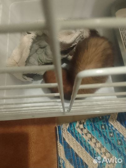 Продам хорька