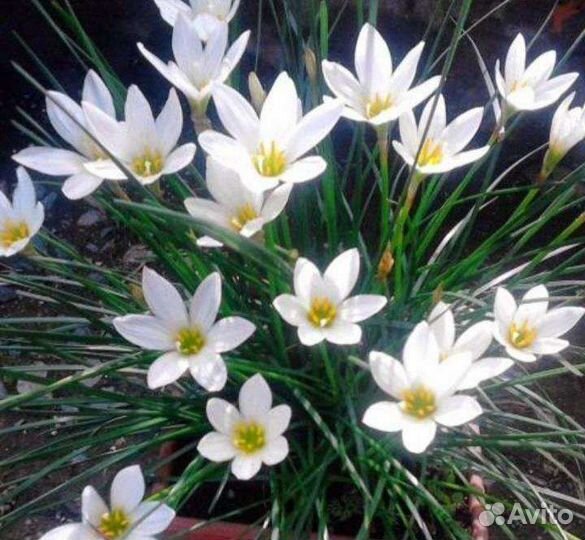 Выскочка белый, розовый, жёлтый