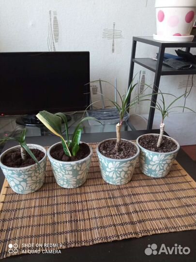 Комнатные растения