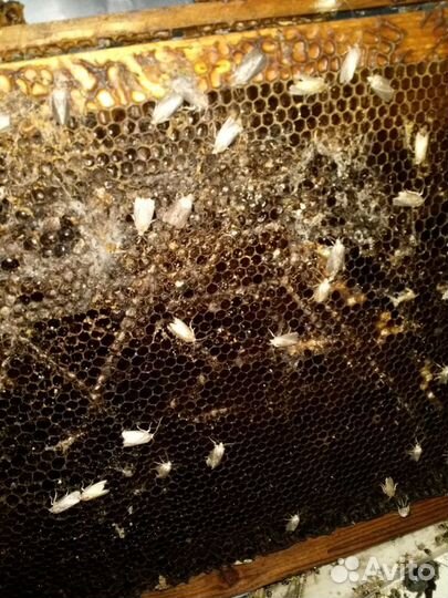 Восковая моль