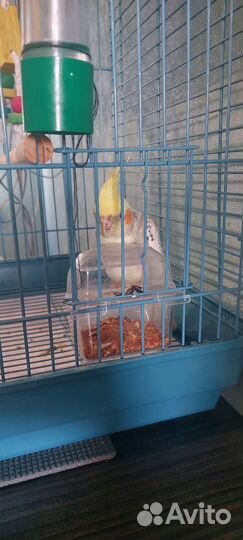 Корелла, с клеткой