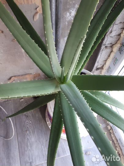 Хойя вариегатная, мандарин, алое,лимон