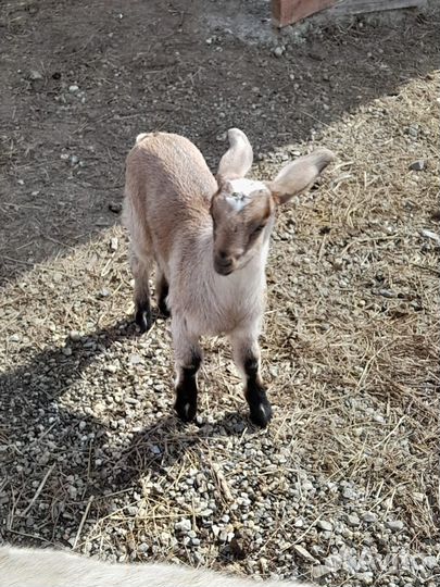 Продам козочку