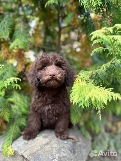 Мини мальтипу