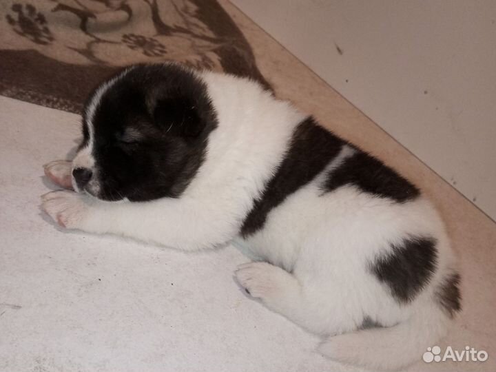 Продаются щенки Американской Акиты