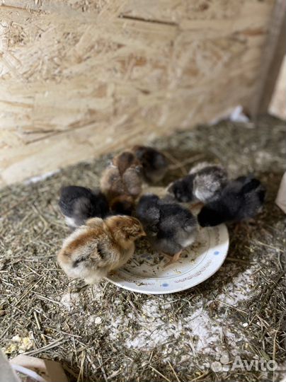 Продаю цыплят Брама и Орпингтон 2х недельные
