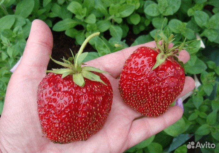 Рассада Клубники Гигантелла