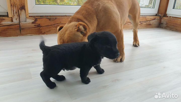 Продажа щенков мини лабрадора