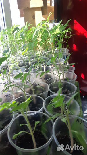 Рассада томатов