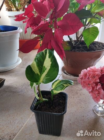 Эпипремнум комнатное растение вьющиеся лиана