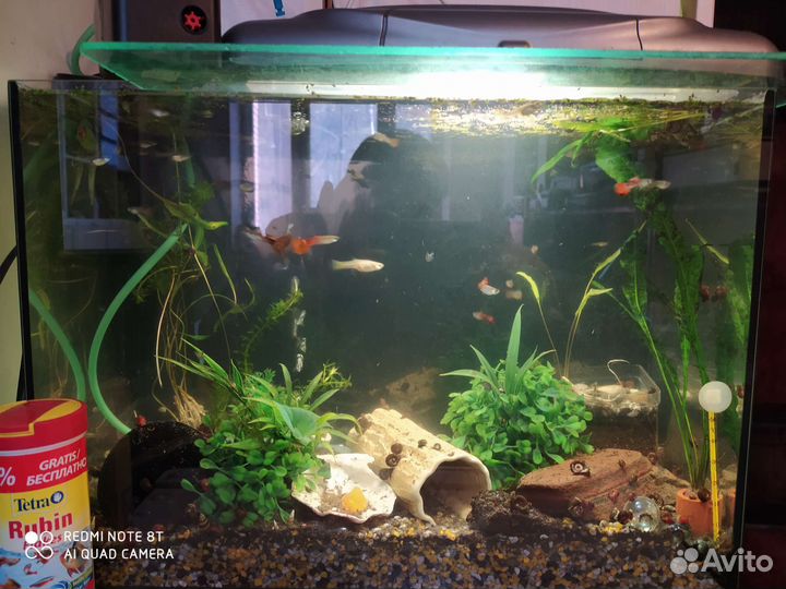 Аквариум 36 литров с рыбками