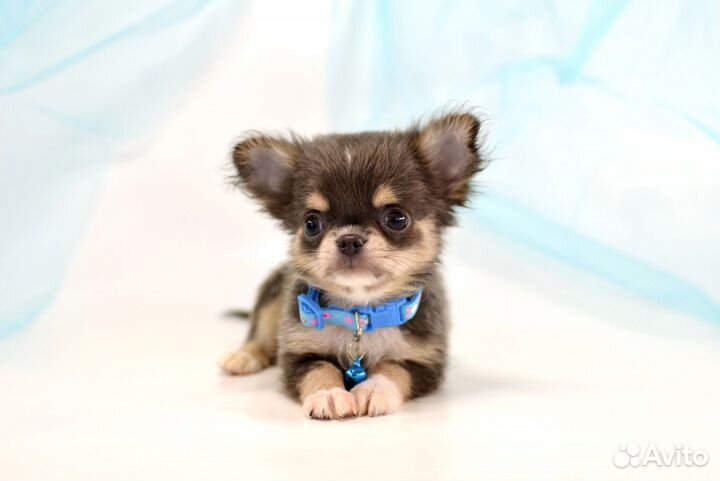 Гол-подпалый мальчик мини