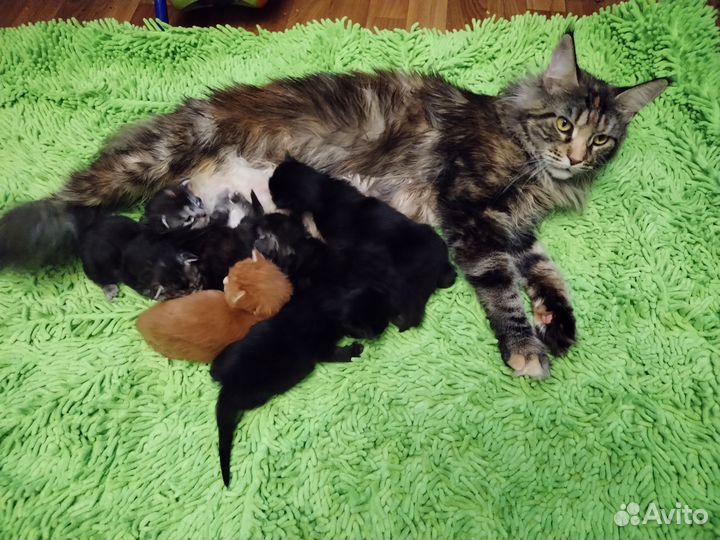 Продам котят мейн-кун