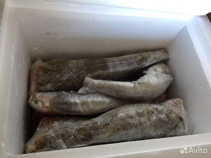 Треска, горбуша охлаждённая и свежемороженая