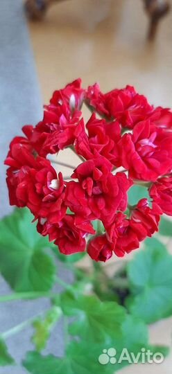 Пеларгония Rosebud Red