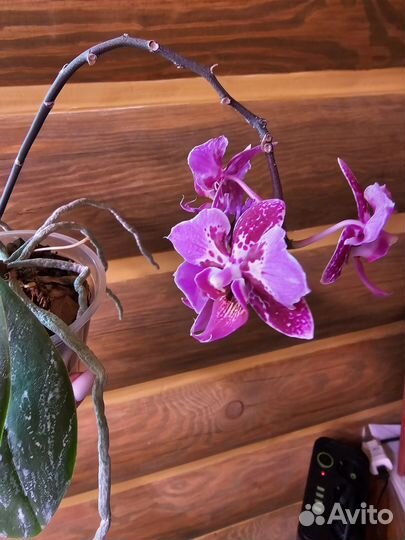 Орхидея фаленопсис бабочка
