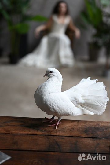 Голуби павлины для свадеб