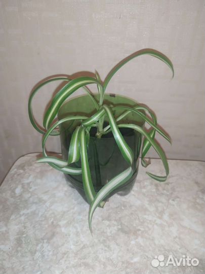 Хлорофитум кудрявый