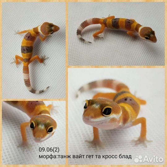 Ящерица Эублефар