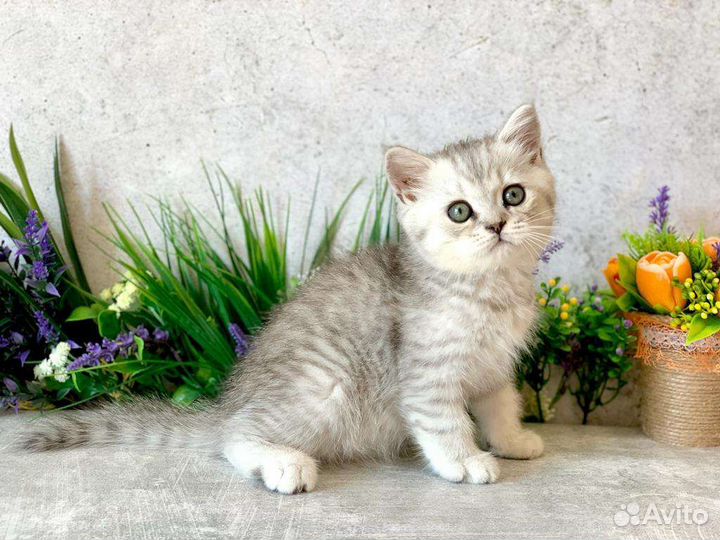 Британские котята