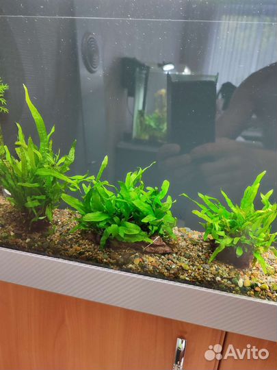Аквариумные растения и декор