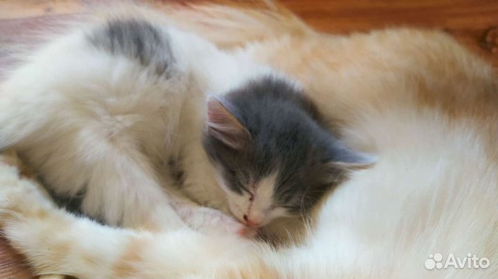 Котята бесплатно в добрые руки