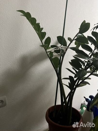 Замиокулькас