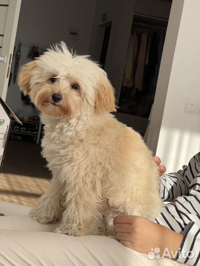 Собака для фотосессии