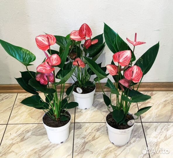 Антуриум Ливиум Ред