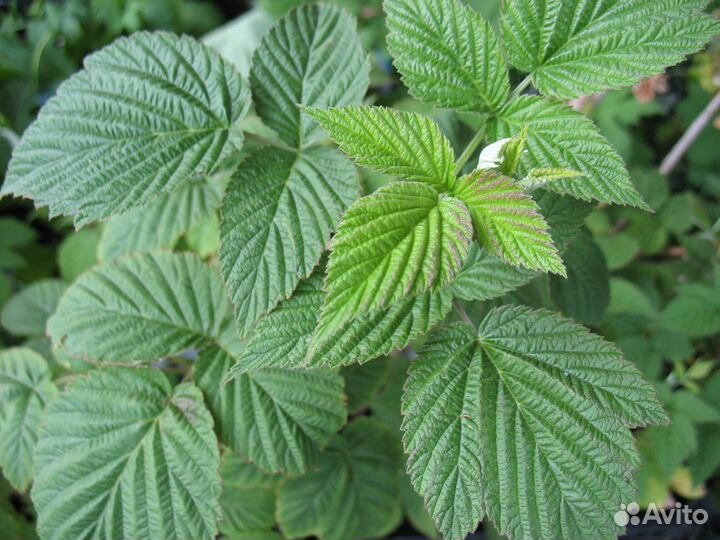 Саженцы малины