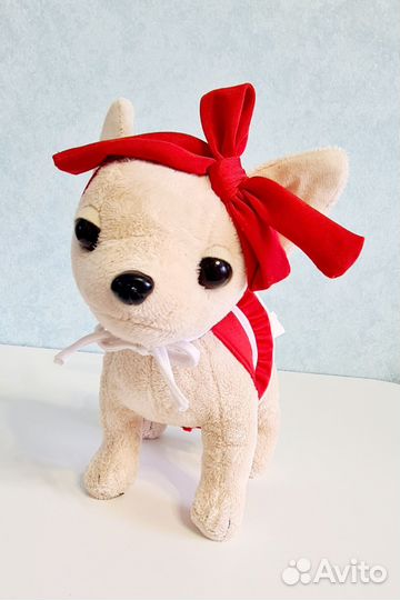 Chi Chi Love Чихуахуа На пляже