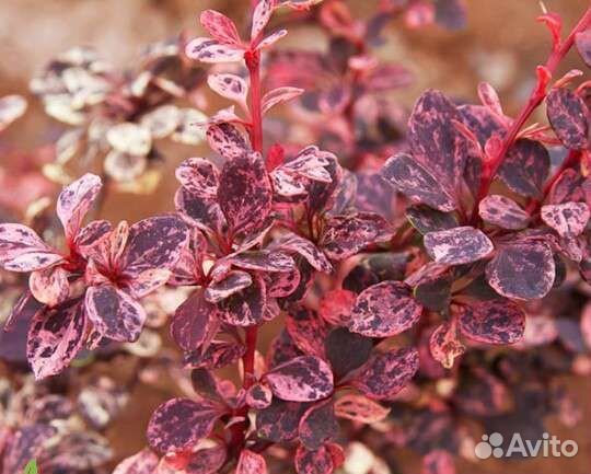 Барбарис арлекин (harlequin)