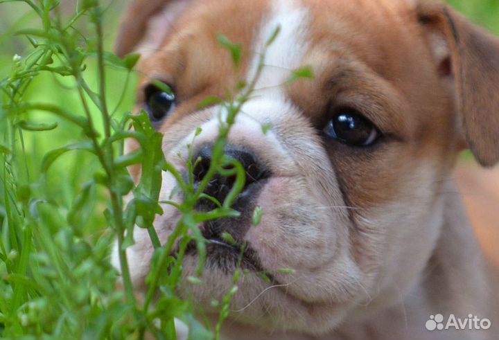 Щенок девочка английского бульдога