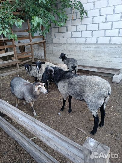 Романовские овцы