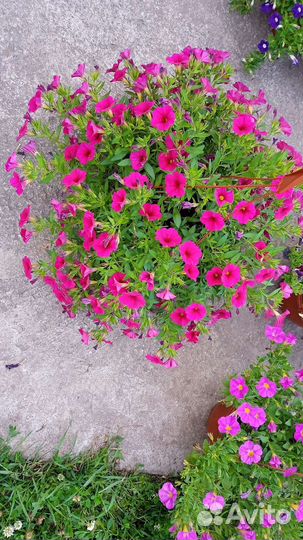 Цветущее кашпо