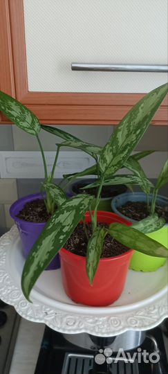 Комнатные растения