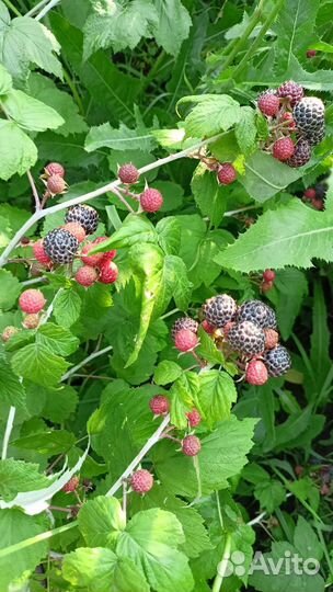 Черная малина,eжемалина,красная малина,смородина