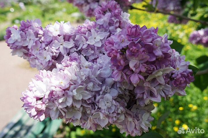 Сирень обыкновенная катерина Высота от 50см