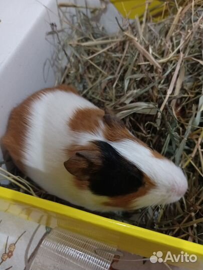 Морская свинка