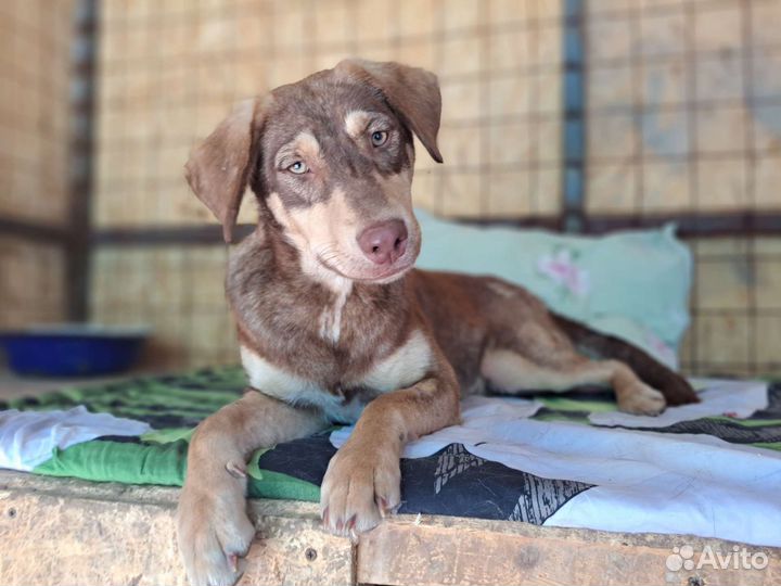 Собака в добрые руки