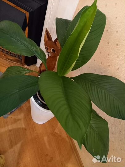 Спатифиллум Сенсация,Сенсация Канифоль, Пикассо