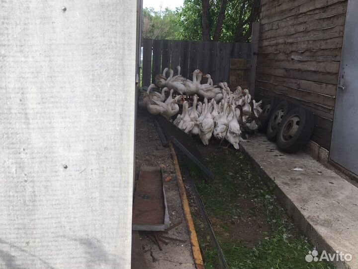 Курочки Молодки, Бройлер Подращенный, Утка