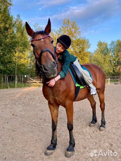 Катание на лошадях Нижний Новгород