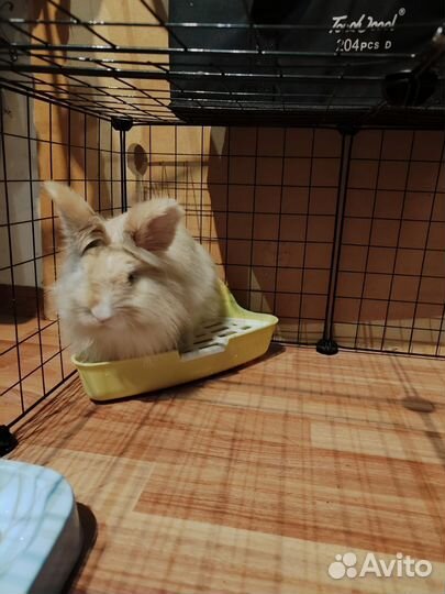 Карликовый кролик