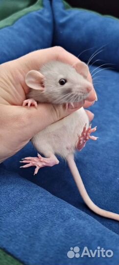 Крыса крысята дамбо из питомника