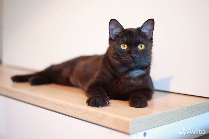 Очаровательная кошечка ответственным хозяевам